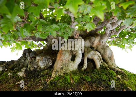 Trident Maple, Acer Buergerianum, base de l'arbre Banque D'Images