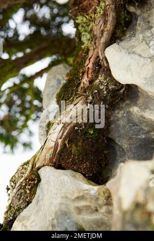 Genévrier chinois (Juniperus Chinensis 'Itoigawa') Banque D'Images