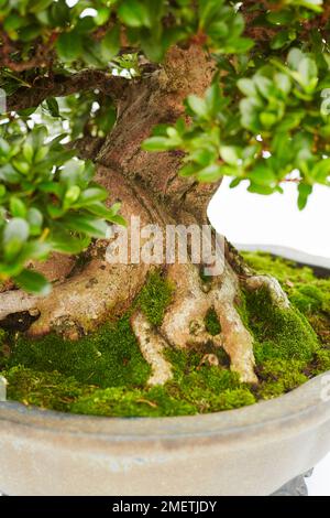 Azalea Satsuki (Rhododendron indicum), tronc Banque D'Images