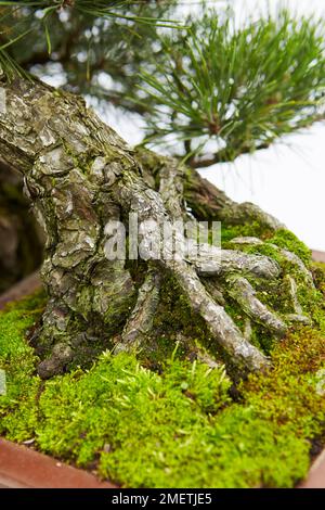 Pinus Thunbergii (PIN noir japonais) Banque D'Images