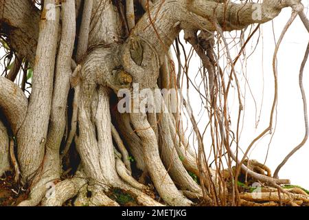 Ficus natalensis bonsaï, figuier natal, troncs renforcés, racines aériennes, style banyan Banque D'Images