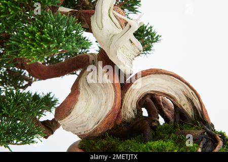 Genévrier chinois (Juniperus Chinensis 'Itoigawa'), tronc et bois mort de bonsaï Banque D'Images