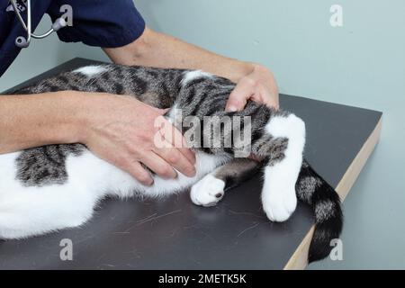 Tabby mâle et chat blanc, membres de contrôle vétérinaire Banque D'Images