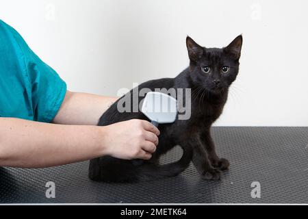 Chaton mâle, chaton à poil court en cours de brossage Banque D'Images