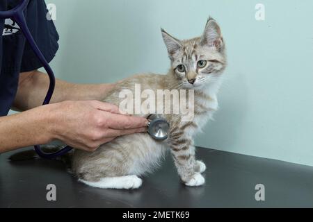 Chaton, femme, 14 semaines, vétérinaire à l'écoute du cœur Banque D'Images