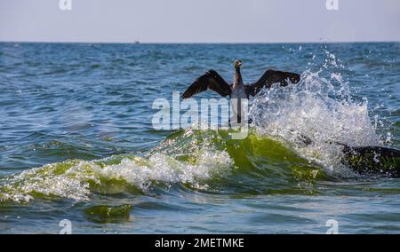 grand cormoran assis sur un rocher dans la mer. Banque D'Images