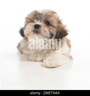 Shih Tzu chiot, 8 semaines Banque D'Images