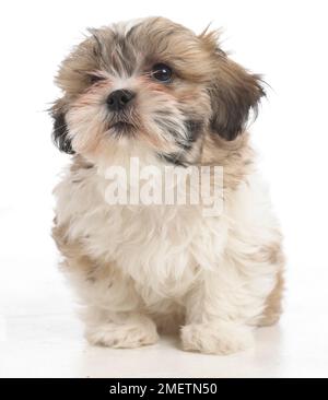 Shih Tzu chiot, 8 semaines Banque D'Images