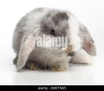 Jeune Bélier Nain Lapin, 4 semaines Banque D'Images