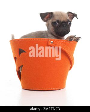 Chiot Pug en orange panier, 7 semaines Banque D'Images