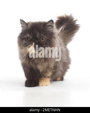 Brown longhair chaton, chaton persan, 20 semaines Banque D'Images