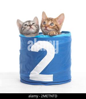 Les chatons dans le panier avec le numéro 2 sur l'avant, le Bengale et British shorthair chatons cross, 5 semaines Banque D'Images