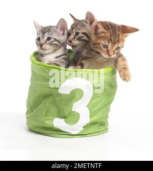 Les chatons dans le panier avec le numéro 3 sur l'avant, le Bengale et British shorthair chatons cross, 5 semaines Banque D'Images