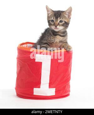 Chaton dans un panier avec le numéro 1 sur l'avant, le Bengale et British shorthair chatons cross, 5 semaines Banque D'Images