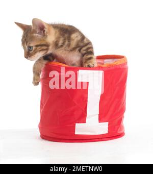 Chaton dans un panier avec le numéro 1 sur l'avant, le Bengale et British shorthair chatons cross, 5 semaines Banque D'Images