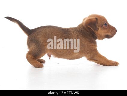 Jack Russell Terrier Lakeland cross, chiot, 5 semaines Banque D'Images