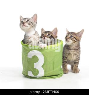 Les chatons dans le panier avec le numéro 3 sur l'avant, le Bengale et British shorthair chatons cross, 5 semaines Banque D'Images