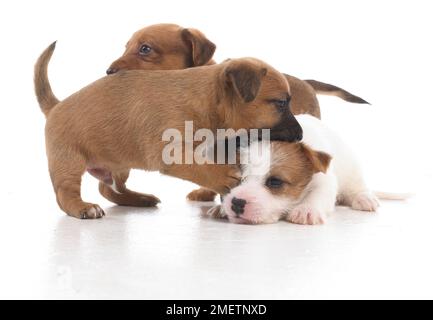 Jack Russell Terrier Lakeland cross, chiots, 5 semaines Banque D'Images