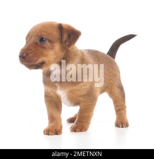 Jack Russell Terrier Lakeland cross, chiot, 5 semaines Banque D'Images