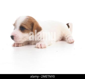 Jack Russell Terrier Lakeland cross, chiot, 5 semaines Banque D'Images