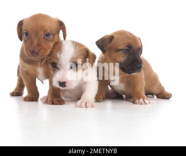 Jack Russell Terrier Lakeland cross, chiots, 5 semaines Banque D'Images