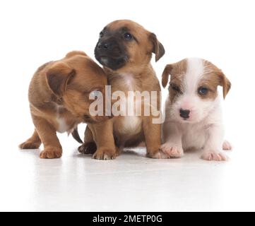 Jack Russell Terrier Lakeland cross, chiots, 5 semaines Banque D'Images