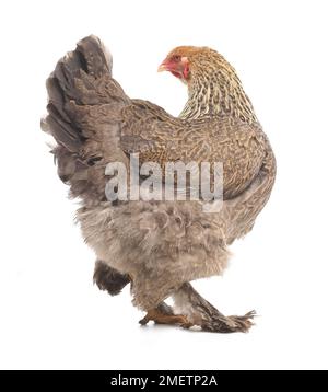 Poule brune, poule de Brahma, 2 mois Banque D'Images