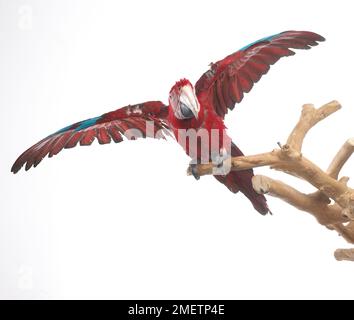 Ara à ailes vertes, rouges et vert Macaw (Ara chloropterus), Parrot Banque D'Images