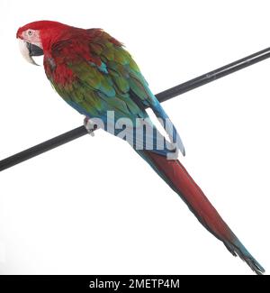 Ara à ailes vertes, rouges et vert Macaw (Ara chloropterus), Parrot Banque D'Images