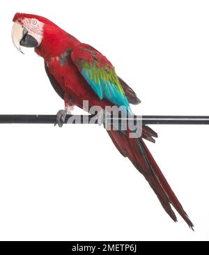 Ara à ailes vertes, rouges et vert Macaw (Ara chloropterus), Parrot Banque D'Images