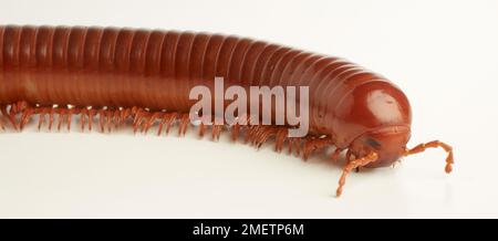 Bermuda millipede Banque D'Images