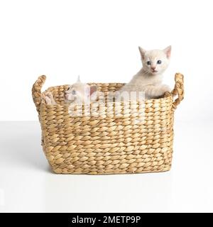 Croisez des chatons Birman Banque D'Images