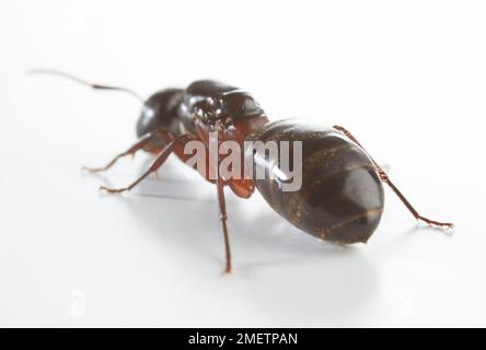 Fourmi Banque D'Images