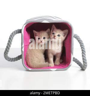 Croisez des chatons Birman Banque D'Images