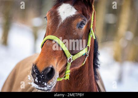 Gros plan d'une tête de cheval brune avec un point blanc sur le front et un halter vert debout dans un enclos le jour d'hiver. Neige blanche et arbres Banque D'Images