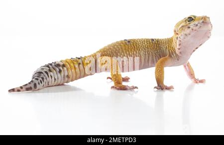 Le gecko léopard (Eublepharis macularius), 2 ans, homme Banque D'Images