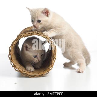 Croisez des chatons Birman Banque D'Images