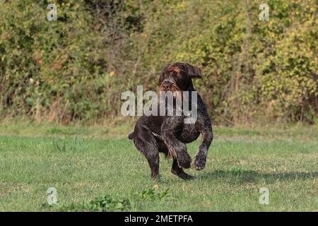 Wirehair allemand, chien de chasse, chien de pointage dans un pré, alerte, Mecklembourg-Poméranie occidentale, Allemagne Banque D'Images