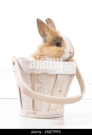 Lapin assis dans le seau en bois Banque D'Images