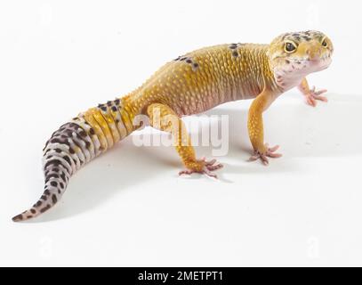 Le gecko léopard (Eublepharis macularius), 2 ans, homme Banque D'Images