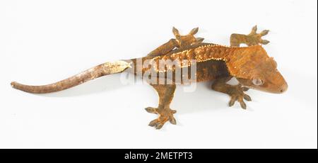 Crested Gecko (Correlophus rhachodactylus), coloration Arlequin Banque D'Images