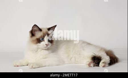 Chat Ragdoll, blanc avec queue marron foncé Banque D'Images