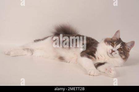 Kurilian Longhair cat Banque D'Images