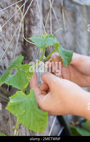 Nouage de l'usine de concombre au support de l'usine, roue de vélo Banque D'Images