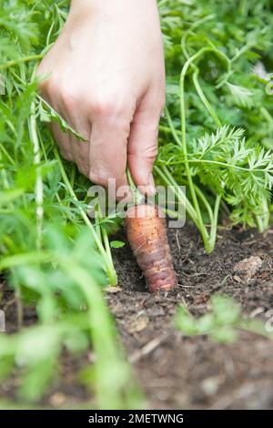 Le jardinier récolte une carotte Banque D'Images