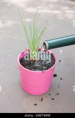 Arrosage de ciboulette récemment potée dans un pot Banque D'Images