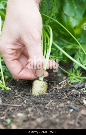 Jardinier moissonnant une carotte Banque D'Images