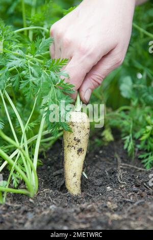 Jardinier moissonnant une carotte Banque D'Images