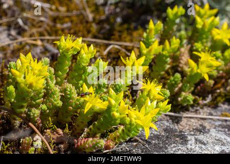 L'acre de Sedum, communément connu sous le nom de stonecrop de la mousse d'or, de stonecrop de la mousse, de sedum de la mousse d'or, de stonecrop de morsure et de poivre du mur, est une plante à fleurs vivaces Banque D'Images