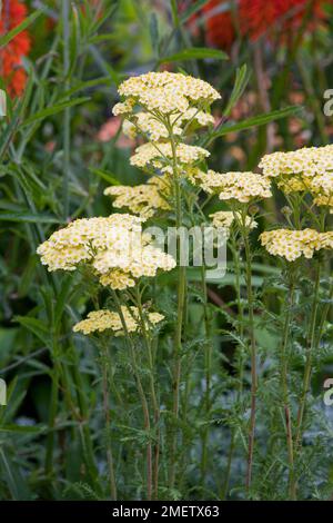 Achillea millefolium « citron aux fruits plus » (série fruits d'été) Banque D'Images